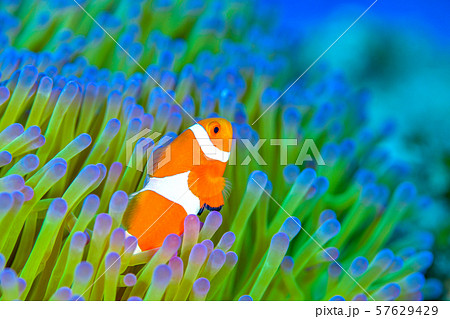 カクレクマノミ 57629429