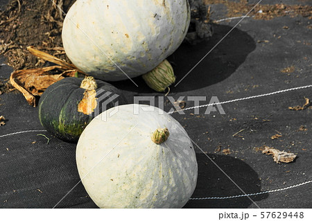 収穫の秋 収穫の秋 57629448