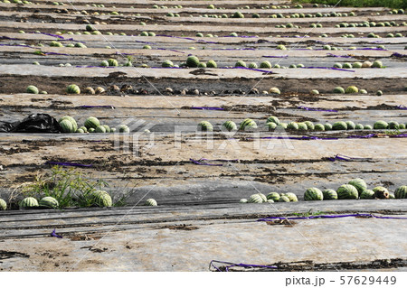 収穫の跡 収穫の跡 57629449