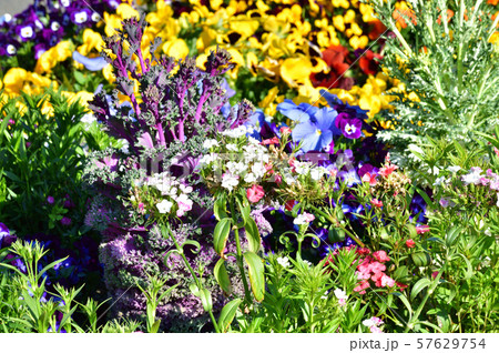 春のプランターの色とりどりの草花などの植物を撮影した写真 57629754