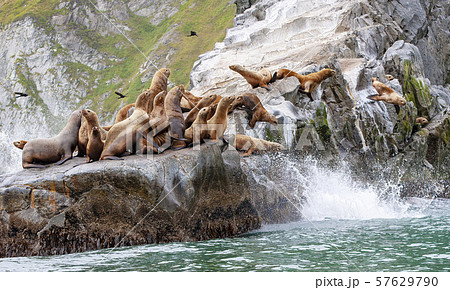 The Steller sea lion sitting on a rock island in the Pacific Ocean on kamchatka peninsula 57629790