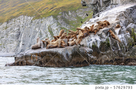 The Steller sea lion sitting on a rock island in the Pacific Ocean on kamchatka peninsula 57629793