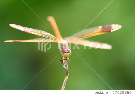 赤トンボ 57629860