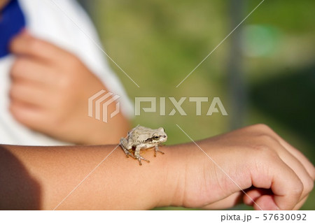 子供の腕に褐色アマガエル 57630092