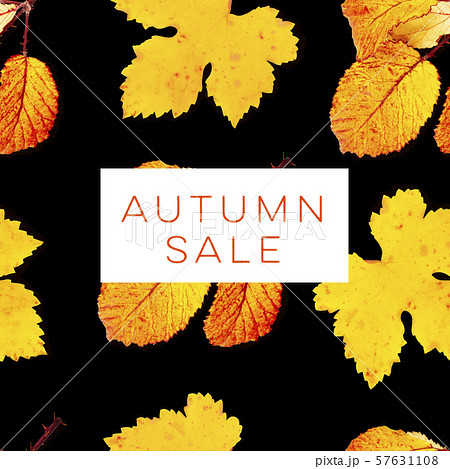 Autumn Sale, a discount banner or flyer design with vibrant yellow fall leaves on a black background Autumn Sale, a discount banner or flyer design with vibrant yellow fall leaves on a black background 57631108