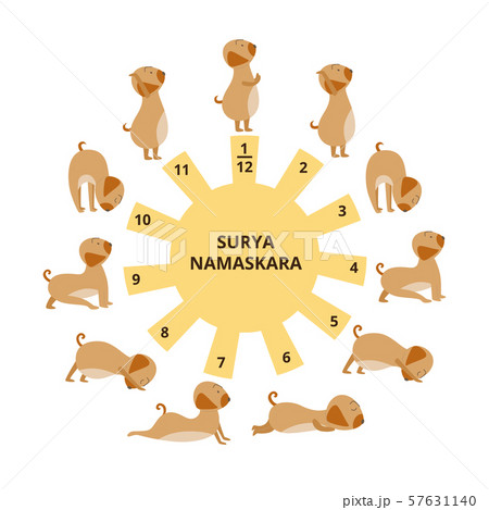 Cute dog does yoga Surya Namaskara asanas flat vector illustration isolated. 57631140