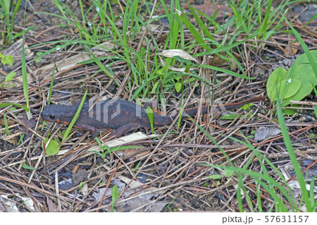 シリケンイモリ 57631157