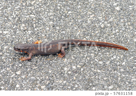 シリケンイモリ 57631158