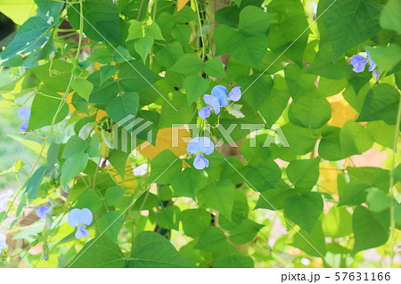 マメの花 マメの花 57631166