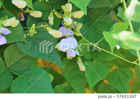 マメの花 マメの花 57631167