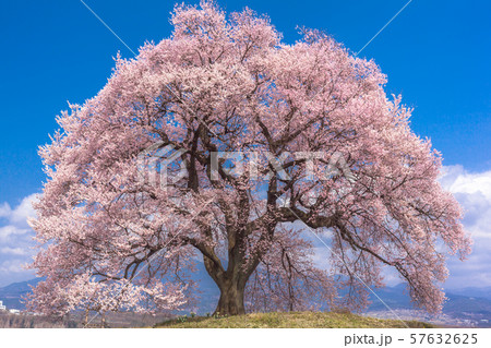 山梨県・韮崎市 わに塚の一本桜（満開）の写真素材 [57632625] - PIXTA
