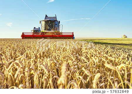 Combine harvester harvests ripe wheat. Ripe ears of gold field on the sunset cloudy orange sky Combine harvester harvests ripe wheat. Ripe ears of gold field on the sunset cloudy orange sky 57632849