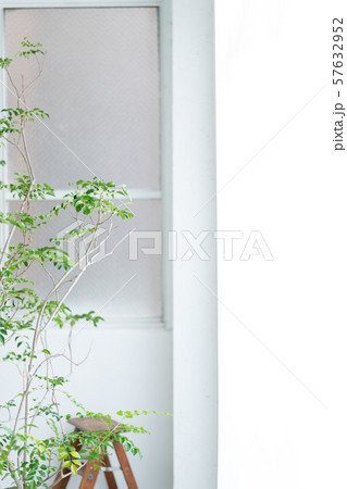 インテリア　デザイン　部屋　植物　白　自然光　リノベーション　コンクリート　打ちっ放し 57632952