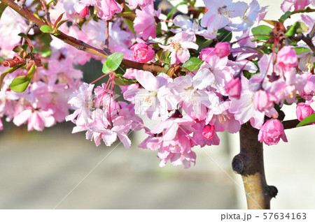 ハナカイドウと推定される植物の花をアップで撮影した写真 ハナカイドウと推定される植物の花をアップで撮影した写真 57634163