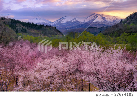 山形県・西川町 月山と桜と朝焼け 山形県・西川町 月山と桜と朝焼け 57634185