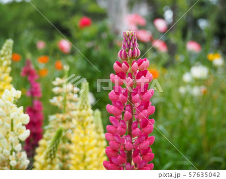 春の庭に咲くカラフルなルピナスの花の写真素材