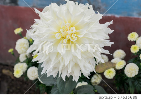 White Guldavari Flower plant 57635689