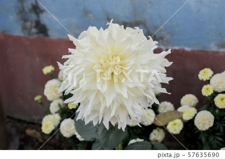 White Guldavari Flower plant 57635690