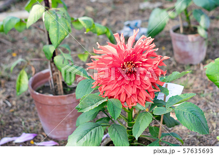 Pink color Chives or Allium shape Chrysanthemum flower. Pink color Chives or Allium shape Chrysanthemum flower. 57635693