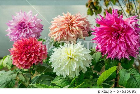 Pink White and red Guldavari Flower plant Pink White and red Guldavari Flower plant 57635695