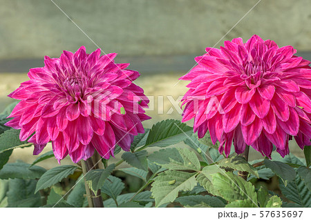Pink Guldavari Flower plant 57635697