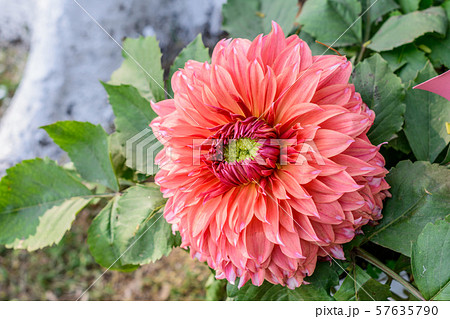 Zinnia flower plant blooming in field.  57635790