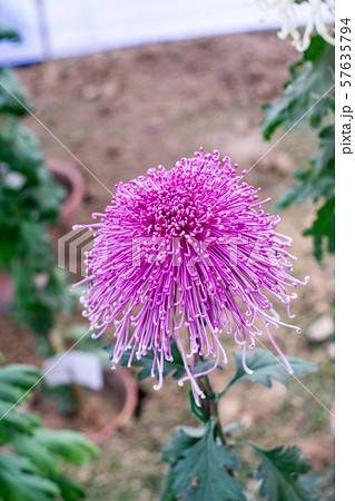Pink color Chives or Allium shape Chrysanthemum flower. Pink color Chives or Allium shape Chrysanthemum flower. 57635794