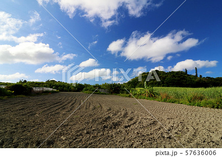 琉球泥岩　サトウキビ　土 57636006