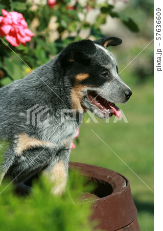 Amazing puppy of Australian Cattle Dog 57636609