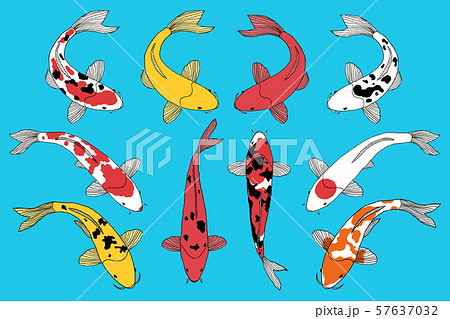 types of koi fishesのイラスト素材 [57637032] - PIXTA