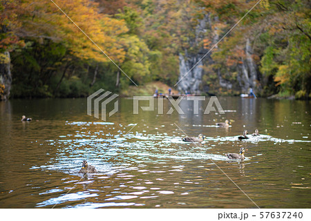 猊鼻渓 秋 紅葉 一関市 岩手県 舟下りの旅 猊鼻渓 秋 紅葉 一関市 岩手県 舟下りの旅 57637240