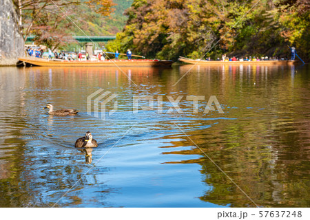 猊鼻渓 秋 紅葉 一関市 岩手県 舟下りの旅の写真素材