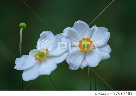 野山にひっそりと咲く 57637488