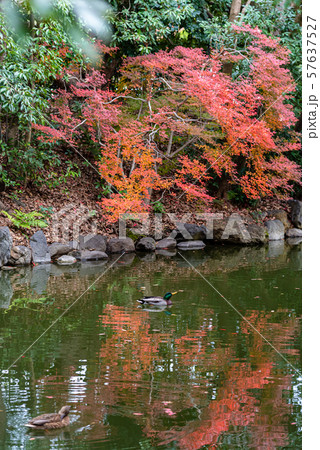 カモが水面に泳ぐ様子 京都御苑 秋 紅葉 京都 カモが水面に泳ぐ様子 京都御苑 秋 紅葉 京都 57637527