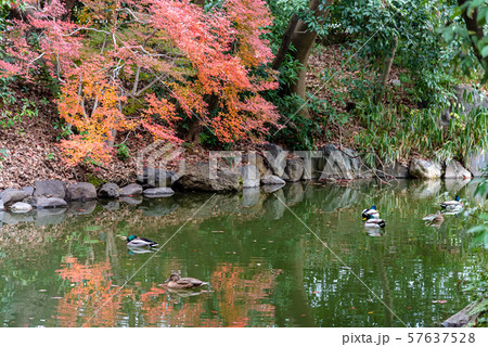 カモが水面に泳ぐ様子 京都御苑 秋 紅葉 京都 カモが水面に泳ぐ様子 京都御苑 秋 紅葉 京都 57637528