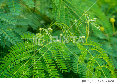 Young shoots of White popinac, Wild tamarind, 57637628