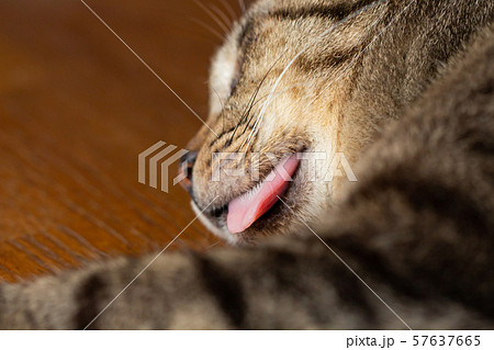舌を出す猫 あっかんべーの写真素材