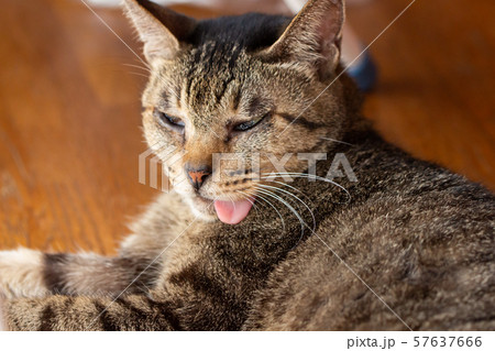 舌を出す猫　あっかんべー 57637666