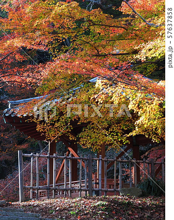 紅葉谷公園（山口県：岩国） 57637858