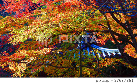 紅葉谷公園（山口県：岩国） 57637861
