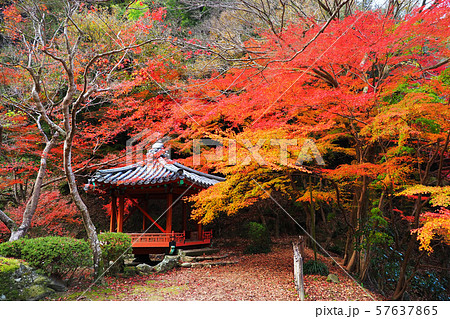 紅葉谷公園(山口県:岩国) 紅葉谷公園(山口県:岩国) 57637865
