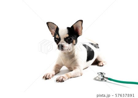 The cute puppy, cute dog 57637891