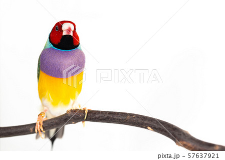 Gouldian finch Bird Gouldian finch Bird 57637921
