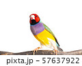 Gouldian finch Bird 57637922