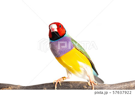 Gouldian finch Bird 57637922