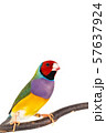 Gouldian finch Bird 57637924