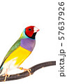 Gouldian finch Bird 57637926
