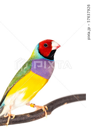 Gouldian finch Bird 57637926