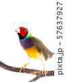 Gouldian finch Bird 57637927