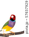 Gouldian finch Bird 57637929